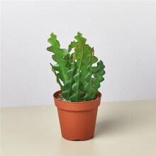 House Plant Dropship 4-EPIPHYLLUM-RIC.RAC.CACTUS 4 in. Epiphyllum Ric Rac Cactus Pot