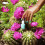OPI OPI Nature Strong Natural Vegan Nail Polish, Cactus What You Preach, 15ml 3