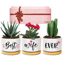 Pandasch Wife Gifts, Christmas Anniversary Birthday Gifts for Wife from Husband, Best Wife Succulent Pots, Unique Presents for Wife on Christmas