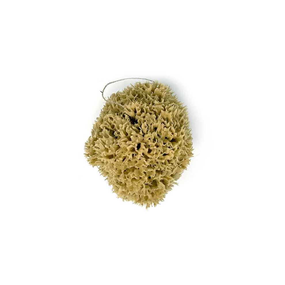 Ezo.home Xl 18Cm Sea Sponge Unbleached Honeycomb Natural Seasponge For Bath Use, For Baby, Or Art Use ( Xl Size Approx 16-18Cm)