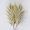 Rayung Grass Blond - 2m 1
