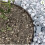 (Galvanised, 900mm Diameter (3 sections)) Core Edge Garden Tree Rings Border Steel Plants 7