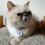 FetchTag Smart Pet Tag Collar ID Tag for Cats or Dog 4