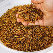 5KG WILD BIRD DRIED MEALWORMS