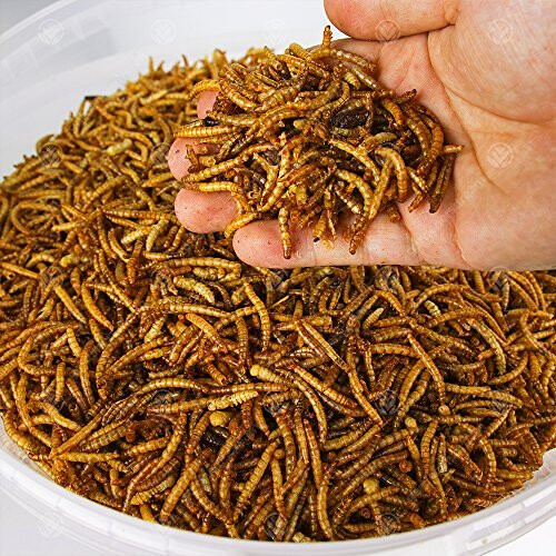 5KG WILD BIRD DRIED MEALWORMS