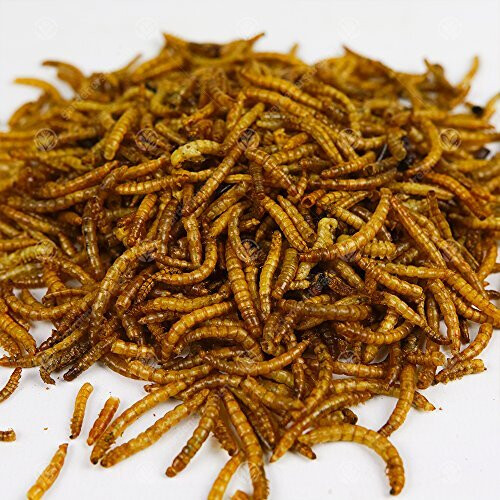 5KG WILD BIRD DRIED MEALWORMS 2