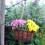 Kingfisher Wire Hanging Basket - 12" 2