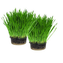 Cat Grass Kit x 2 (Grow your own) By Cat FurNature
