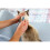 FRONTLINE Frontline For Cats (Frontline Spot On For Cats) 4