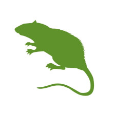 (Rat Weaner Large 70g+ 10 Pack) Swell Reptiles Frozen Rats Snake Food