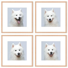 OAK Wood Square Picture Photo Frame,Compatible with 30x30cm(12x12in) without mat and 20x20cm with mat images for Wall Mounting In Living Room,