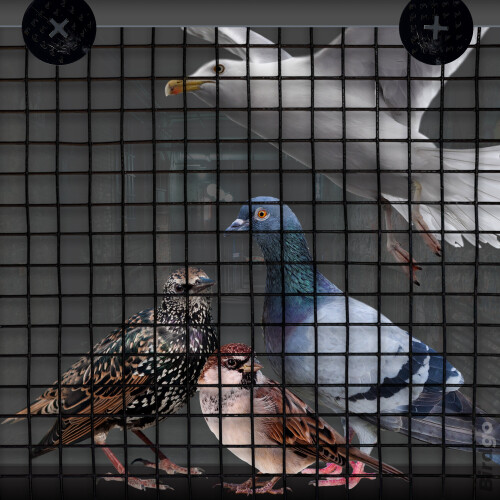 Birdgo Black PVC Coated Mesh & Clip Kit Solar Panel Pigeon Bird Control 2
