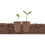 Biodegradable Seed Starter Trays Seed Starter Peat Pots 10pcs peat pots 3