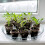 Seed Starter Peat Pots,Peat Pots 3