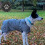 Ancol Muddy Paws Ultimate Reflective Dog Coat Large, Silver 3