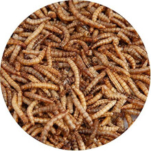 Walter's Meal Worms (5L) - Dried Mealworms for Birds, Fill Your Garden with Bird Life with Plump, Juicy, Highly Nutritious Premium Grade Mealworms