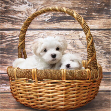 Puppies In Basket Blank Any Occasion Greeting Card Second Nature Gallery Cards