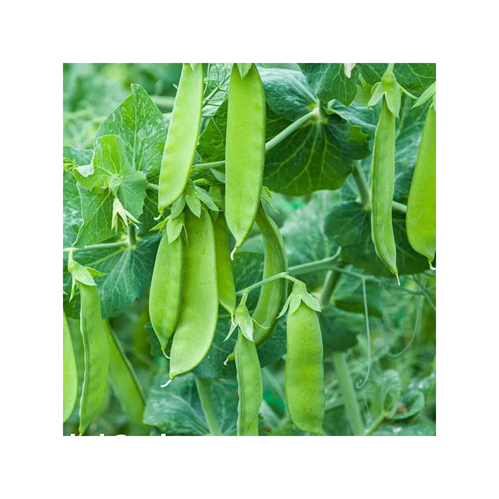 Mr Fothergill's Pea Snow Max Mangetout Grow Your Own Vegetables Seeds Packet