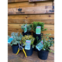 5X LARGE MIXED EUONYMUS EVERGREEN SHRUBS GARDEN PLANTS 2L (5 COLOURS)
