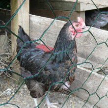 Hampton&Stewart Chicken Wire Coated (Green) 10m x 0.9m x 25mm