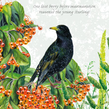 Tuppence A Bag Starling One Last Berry Bird Themed Bird Art Greeting Card Blank Inside