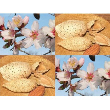 Patio Dwarf Almond Dulcis Fruit Tree 3-4ft Supplied in a 5 Litre Pot