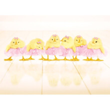 Avanti Cute Chicks Tutu's Happy Easter Photo Greeting Card Funny Range Cards