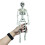 Aid Anatomy Skeleton Human Skeleton Model Car Decoration People 1