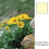 Cokin P720 Yellow CC05 Filter 1