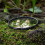HOYA UV filter HD MkII ø49 mm 6