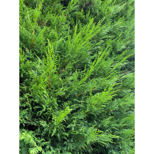 Green Leylandii Cupressocyparis Leylandii Hedging Trees Pack of 10 4