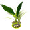 Komodo Komodo Evergreen Canopy 2