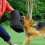 Pet Training Bite Sleeve Arm Protection Intermediate Working 1