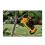 DeWalt Dewalt XR 18V Handheld Pruner Bare Unit - Yellow/Black 7