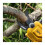 DeWalt Dewalt XR 18V Handheld Pruner Bare Unit - Yellow/Black 3