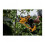DeWalt Dewalt XR 18V Handheld Pruner Bare Unit - Yellow/Black 4