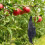 Realistic Hanging Dead Crow Decoy Lifesize Extra Large Black Pan 5