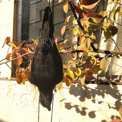 Realistic Hanging Dead Crow Decoy Lifesize Extra Large Black Pan 1
