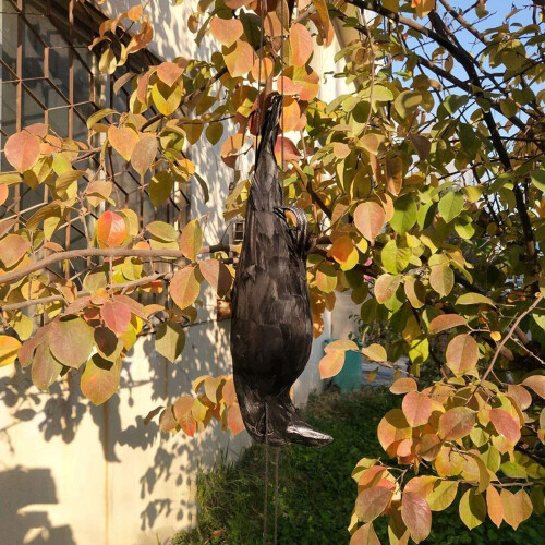 Realistic Hanging Dead Crow Decoy Lifesize Extra Large Black Pan 2