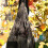 Realistic Hanging Dead Crow Decoy Lifesize Extra Large Black Pan 4