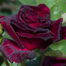 (black) Rose 'Black Baccara' Bare Root