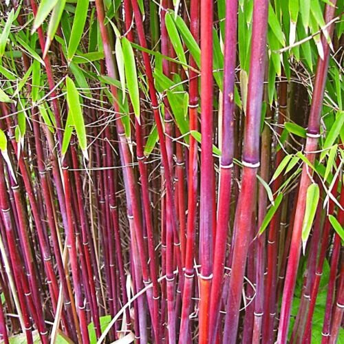 Fargesia 'Asian Wonder' | Red clumping bamboo | 14cm potted plant ...