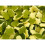 Haribo Haribo Terrific Turtles Bubblegum Flavour 480g 1