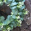 Artificial Topiary Wreath Eucalyptus Leaf Door Hanging Garland Wedding Decor 13" 5