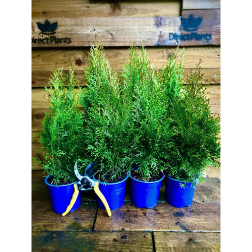 10x Thuja Smaragd Dwarf Ornamental Conifer Plants Trees Large Supplied