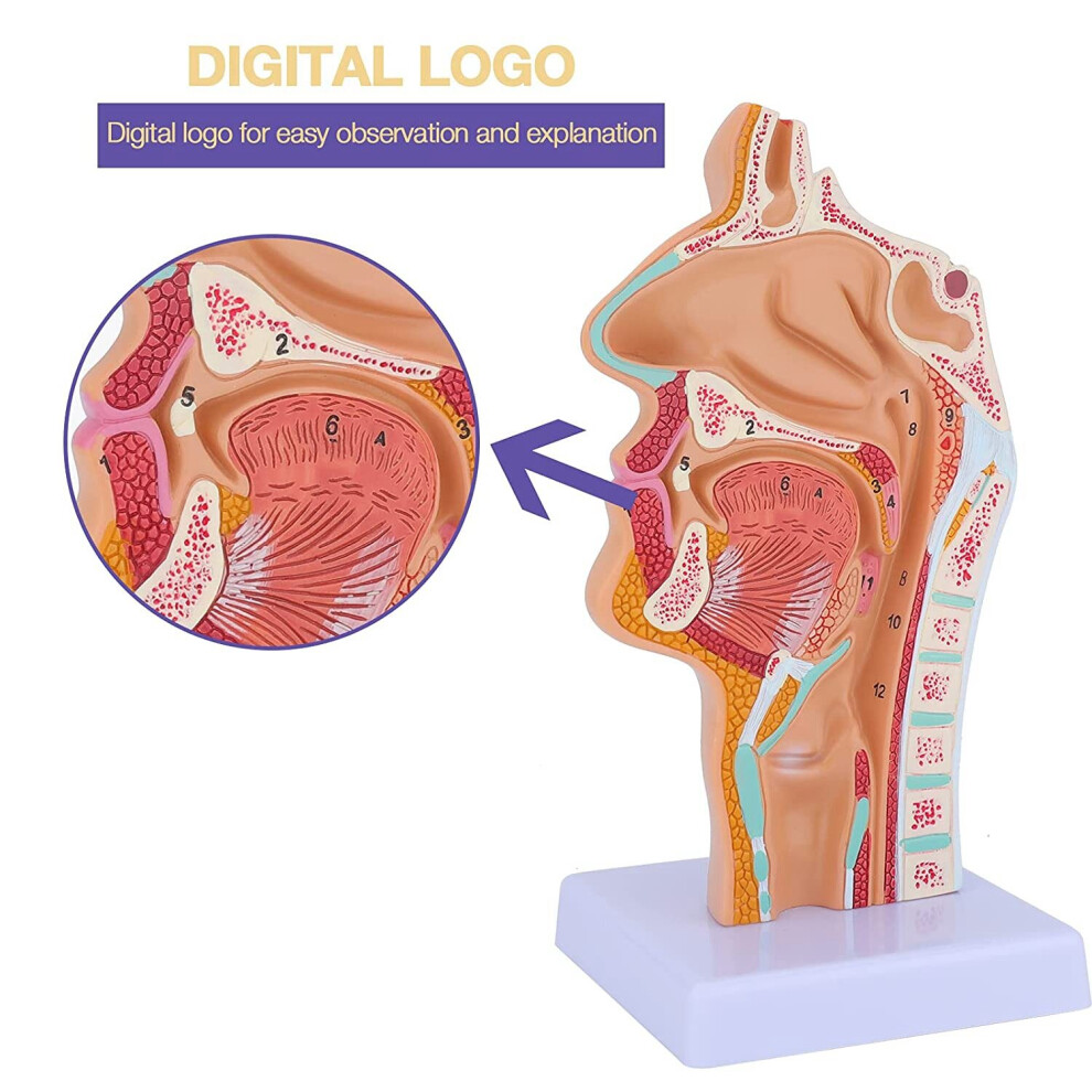 Tlily Nasal Cavity Throat Anatomy Model Human Anatomical Pharynx Larynx Model For Students Study Display Teaching