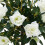 Living And Home 120cm White Artificial Rose Flower Tree in Pot 4