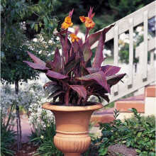 CANNA Tropicanna. The Original Tropicanna