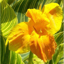 CANNA Tropicanna Gold. Canna Lily