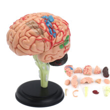 Modello Medico del Cervello Umano 4D Anatomico Smontato Strumento Didattico per la Scuola